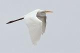 Egret In Flight_25893